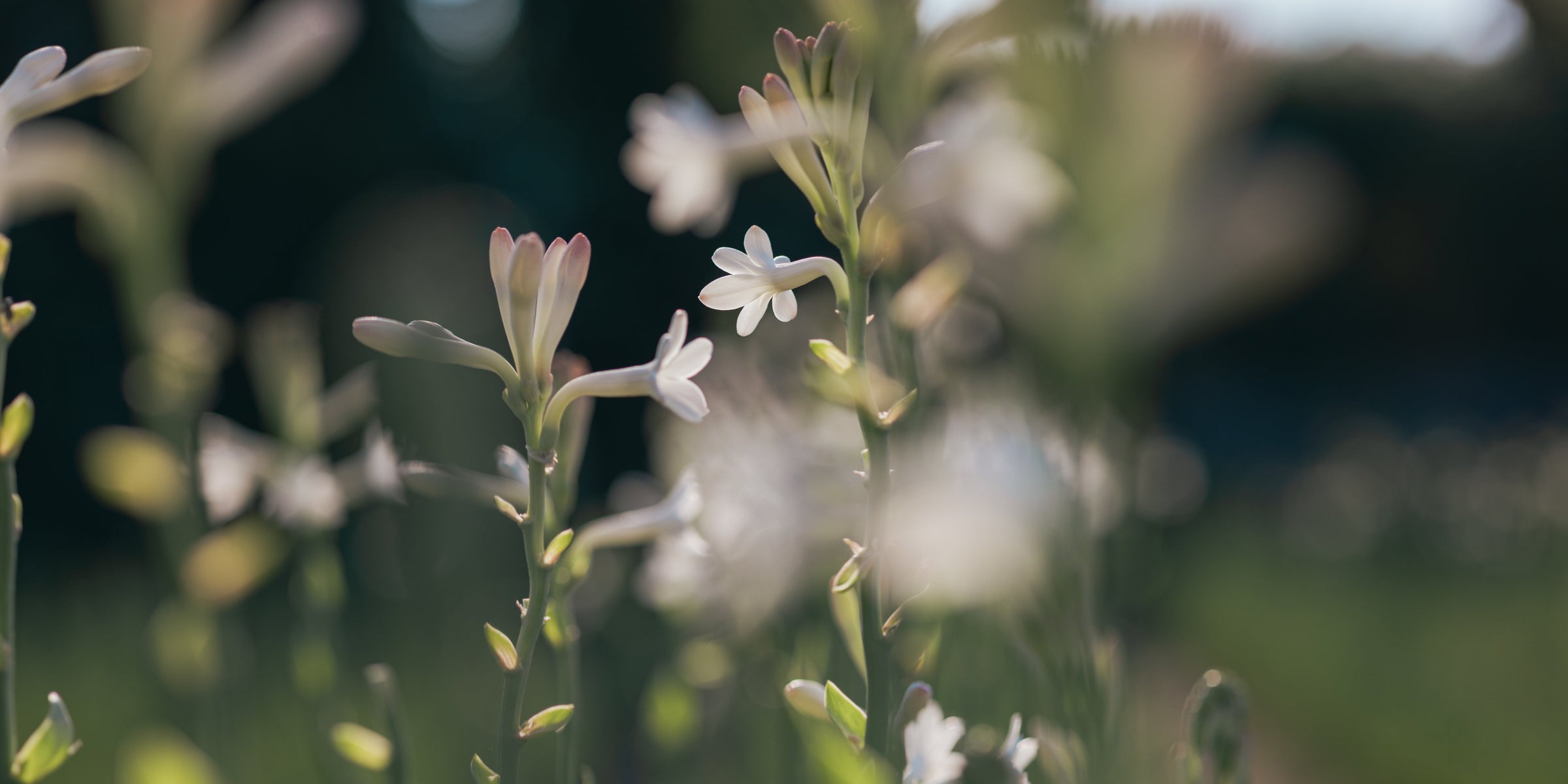 to olfactive signatures